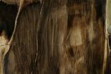 Polished, Petrified Wood (Metasequoia) Stand Up - Oregon #152400-1